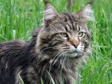 Mowgli