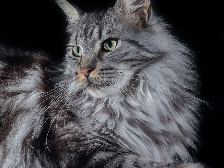 Clinique vétérinaire XoVet