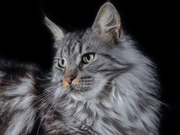 Clinique vétérinaire XoVet