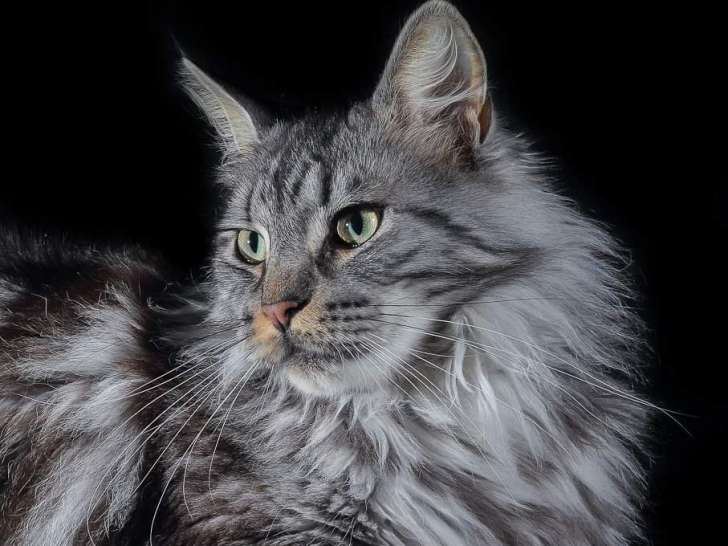 Clinique vétérinaire XoVet