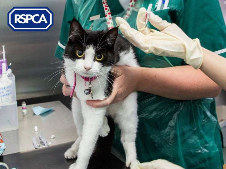 Royal Society for the Prevention of Cruelty to Animals (RSPCA)