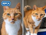 Royal Society for the Prevention of Cruelty to Animals (RSPCA)