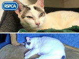 Royal Society for the Prevention of Cruelty to Animals (RSPCA)