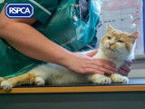 Royal Society for the Prevention of Cruelty to Animals (RSPCA)