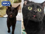 Royal Society for the Prevention of Cruelty to Animals (RSPCA)