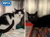 Royal Society for the Prevention of Cruelty to Animals (RSPCA)