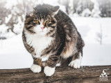 Humane Canada (Canadian Federation of Humane Societies)