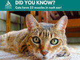Humane Canada (Canadian Federation of Humane Societies)