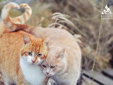 Humane Canada (Canadian Federation of Humane Societies)