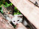 Humane Canada (Canadian Federation of Humane Societies)