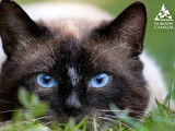 Humane Canada (Canadian Federation of Humane Societies)