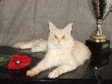 Emy kim de nikko coons
