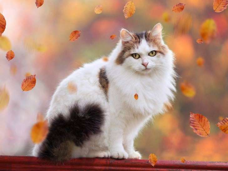 Serenity's Dog and Cat