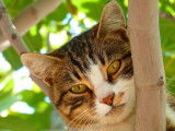 Animal Behaviour