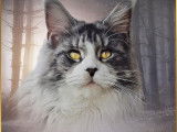 Pictures Of Lily The Purrfect Coon