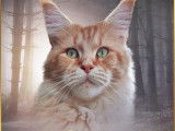 Omel Des Pti Cousinets