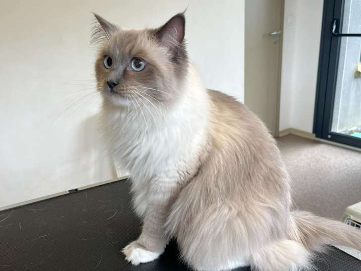 Clinique vétérinaire de la Pigeonnie