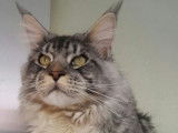 Merlin De Kiss Maine Coon