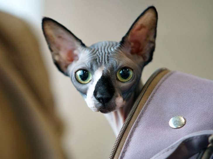 Clinique vétérinaire La Rocade