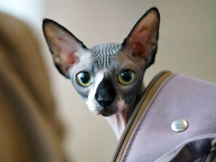 Clinique vétérinaire La Rocade