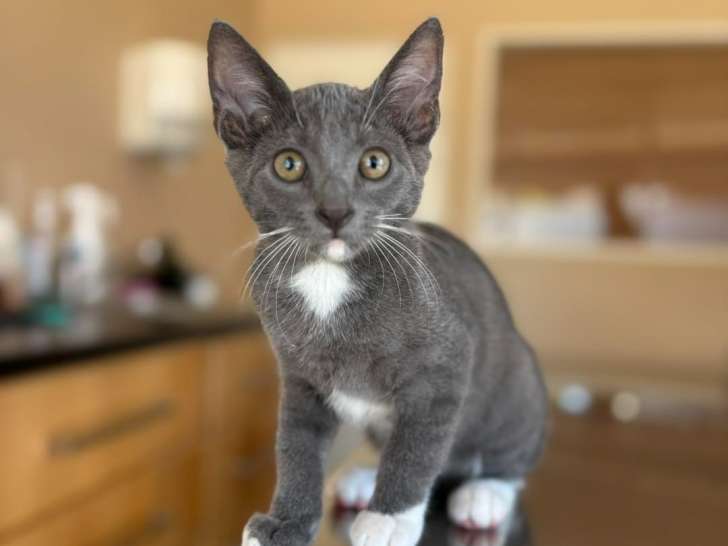 Clinique vétérinaire des îles