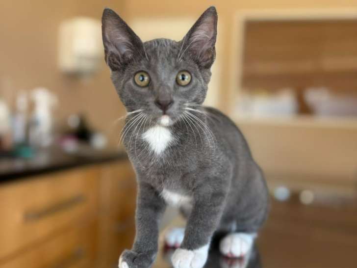 Clinique vétérinaire des îles