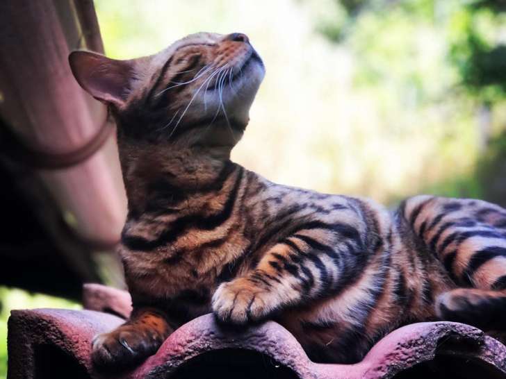 Clinique vétérinaire Vetlife - Lucciana