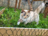 photo d'un pensionnaire dans un enclos chat