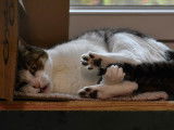 Pile Poils