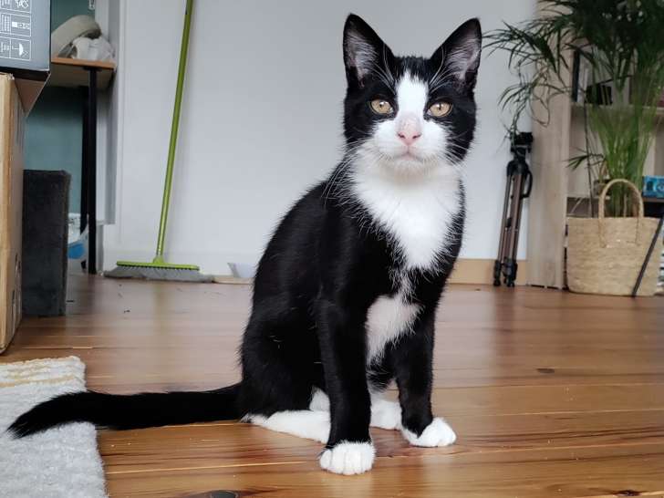 Usky,chaton à adopter avec son frère Usko - nés le 10/09/2023