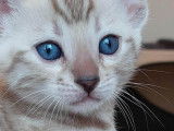 Yeux bleu intense d'Utopie, chaton femelle Snow Mink
