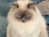 Chat Sibériens neva Masquerade olli diodémma
