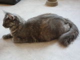 Pixie du divin du rocher
