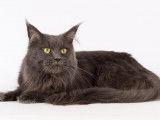 CH. Wild Lynx Jedi blue starlight