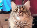 Sans Affixe Romy