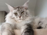 Ronaldo malimainecoon