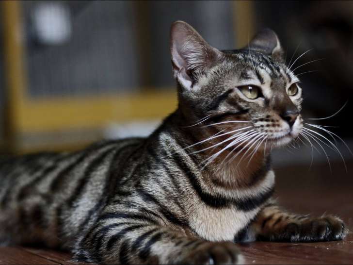 Transzendenz Coaching