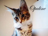 Opaline de Chantecoq