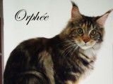 Orphee de manathann