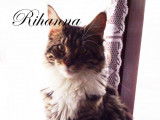 Rihanna De La Babylone Cat's