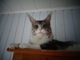 Snow Des Monts De Freyja