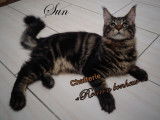 Sun De Ronron Bonheur