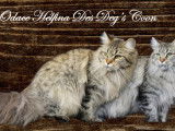 Des Deg's Coon