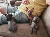 Des amours de sphynx