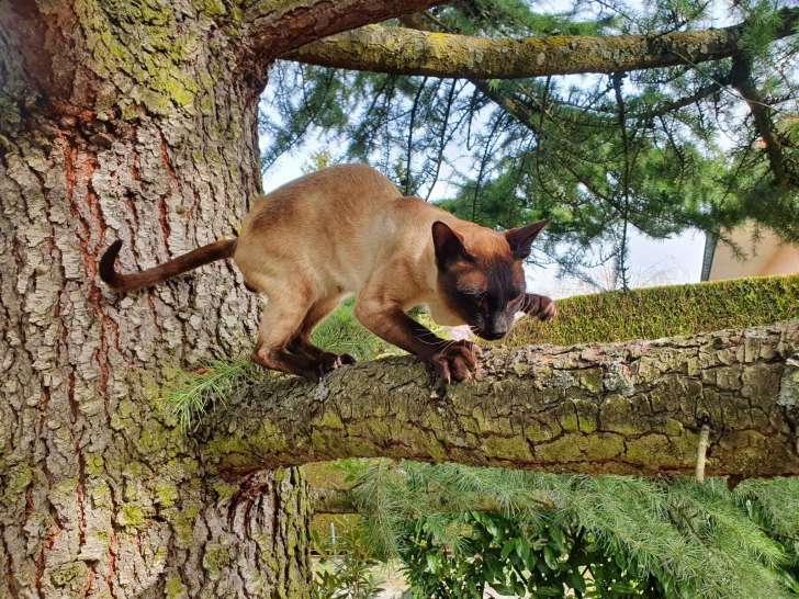 Des Siams Du Léman Loof
