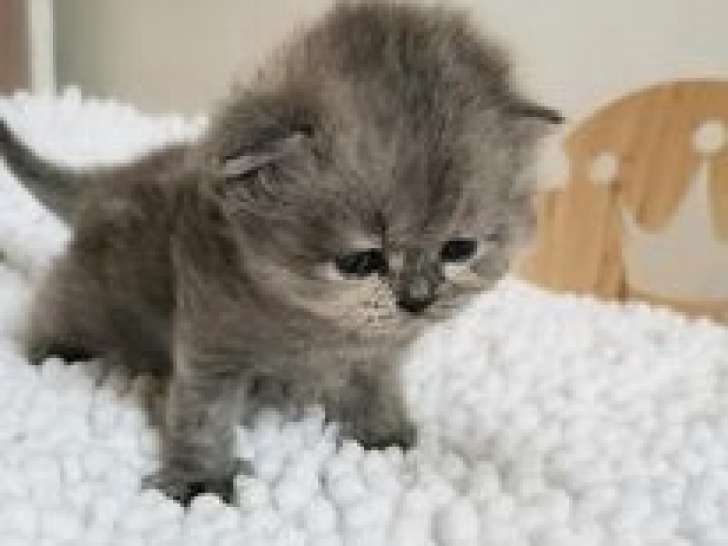 Des Tiny Boo