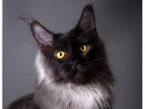 CH. Lord of kingdom de nikko coons