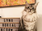 CH. Lalou Du Lynx Boreal