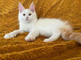 Americanlynx Kasia