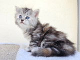 Una du Kingdom of Adhara Femelle Black Silver Tortie Blotched Tabby
